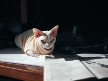 Choose the Right Cat Insurance Before You Bring Your Cat Home