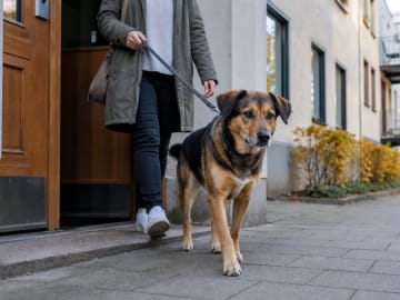 Hund i lägenhet, fungerar din vardag för en hund?