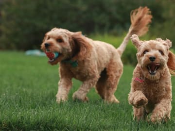 10 tecken på att din hund är understimulerad