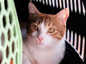 Kjøpe katt? Sjekk ID-merking, eierskifte og dokumenter