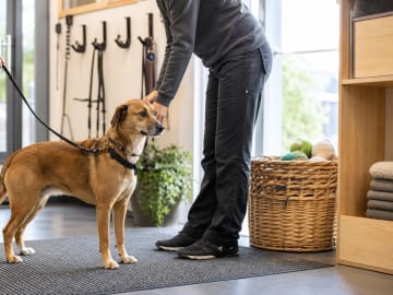 Hundebarnehage, hundepasser eller hjemme alene