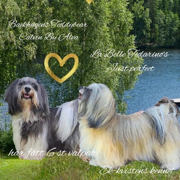 Ek-kvistens kennel