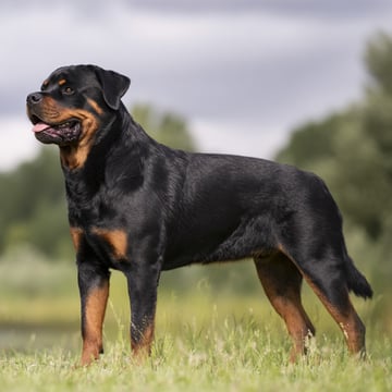 axel