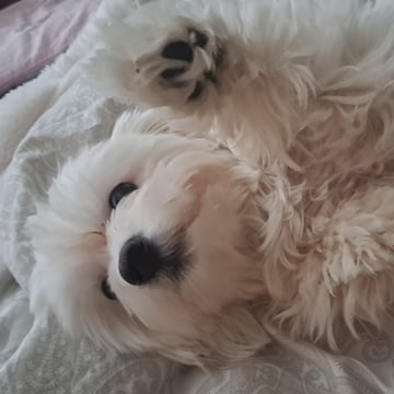 Maltipoo