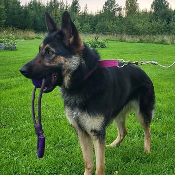 Divatorpets