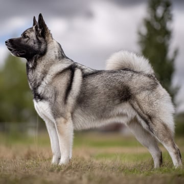 Blomskogens Kennel