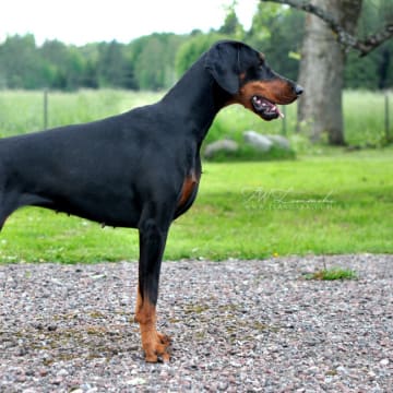 Royal Danish