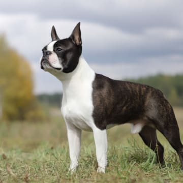 Royal van Hauen