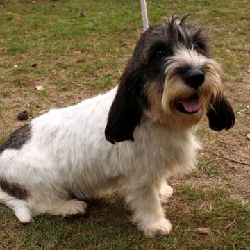 Mossdalens Kennel
