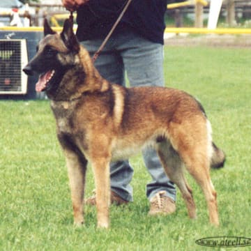 Kjegus Kennel