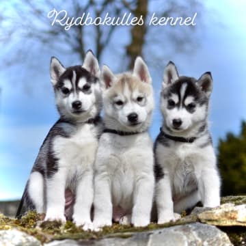 Rydbokulles kennel