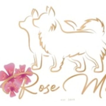 Rose Malva