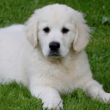 Super Goldens By M