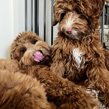 Coast Labradoodle