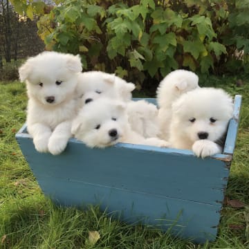 Arctic White Samoyed