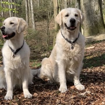 Golden Show Stars