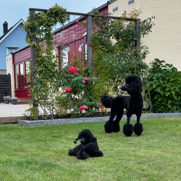Vindgårdens kennel