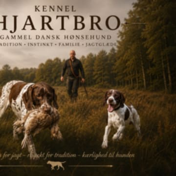 Hjartbro's