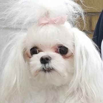 Ginny Angel
