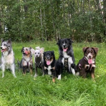 Varfågelns