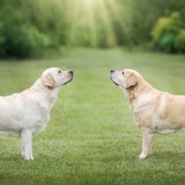 Lab Amazing