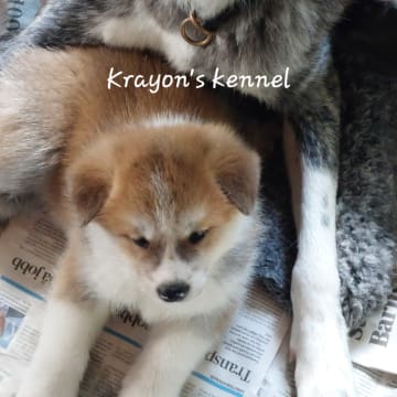 Krayon's kennel