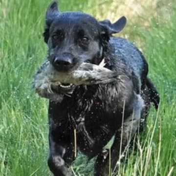 Ashhill Gundogs