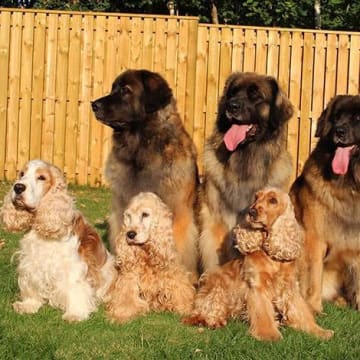 Dragongårdens kennel