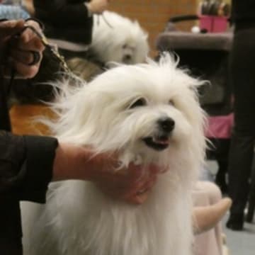 Small House Of Coton
