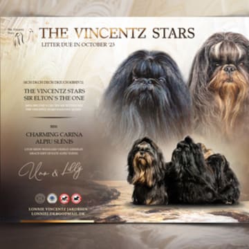 The Vincentz Stars