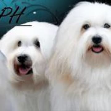 Coton CPH´s