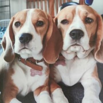 Brøndby Pup Starz