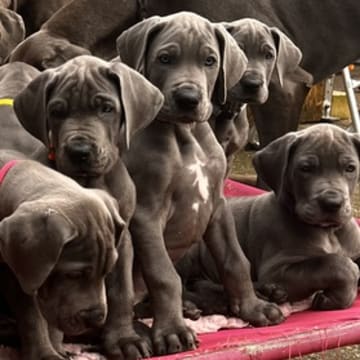 vom Blu Beleza