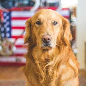 Skåneretrievers