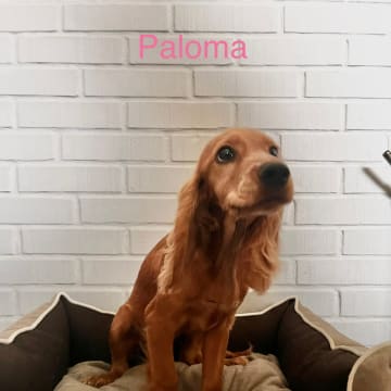 Mariela Mitrikova