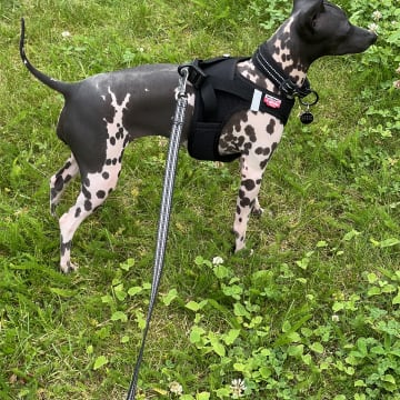 Kennel Atrichos