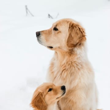 Skåneretrievers