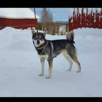 Eldsjöns Kennel