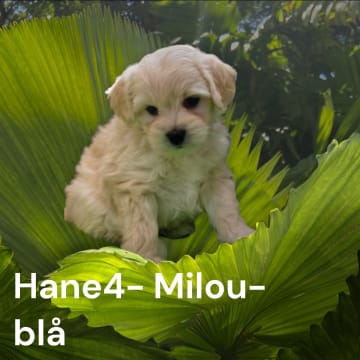 Söta valpar