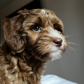 Coast Labradoodle