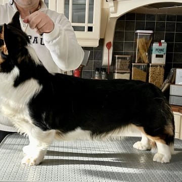 Saffelaffen’s kennel