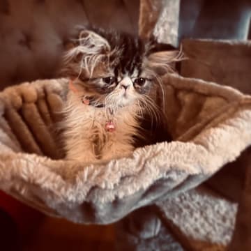 Crazy catlady
