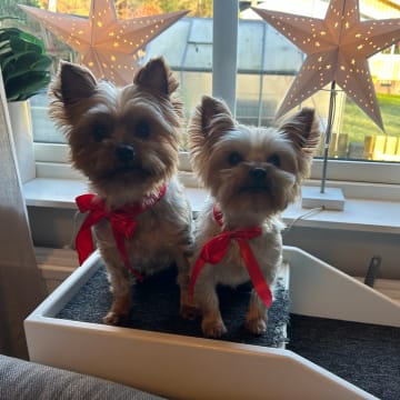 Mount Yorkie