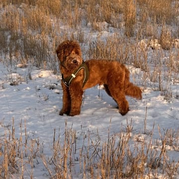 Coast Labradoodle