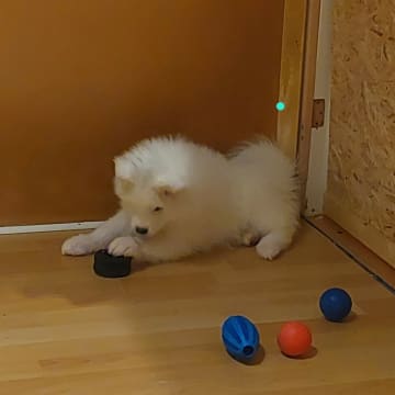 Polarbjörnen's kennel