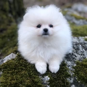 Fluffers