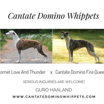 Cantate Domino