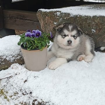Kennel Kitchaq
