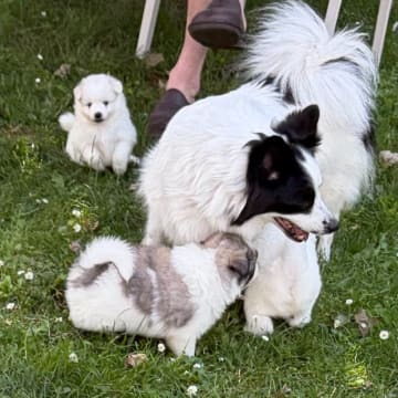 Asti-Una's