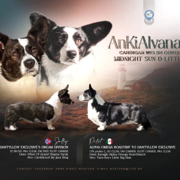 AnKiAlvana